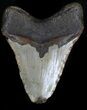 Bargain Megalodon Tooth - North Carolina #34991-2